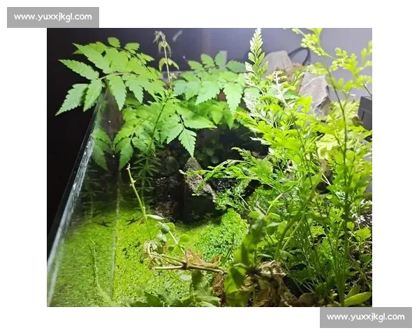 叶片生长与环境适应性的关系探究及其在植物生态学中的应用分析